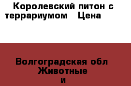 Королевский питон с террариумом › Цена ­ 6 000 - Волгоградская обл. Животные и растения » Грызуны и Рептилии   . Волгоградская обл.